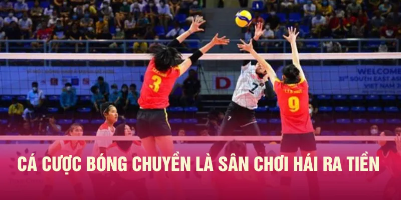 Cá cược bóng chuyền là sân chơi hái ra tiền